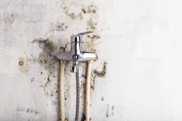 Best Basement Mold Remediation in Beatrice, NE