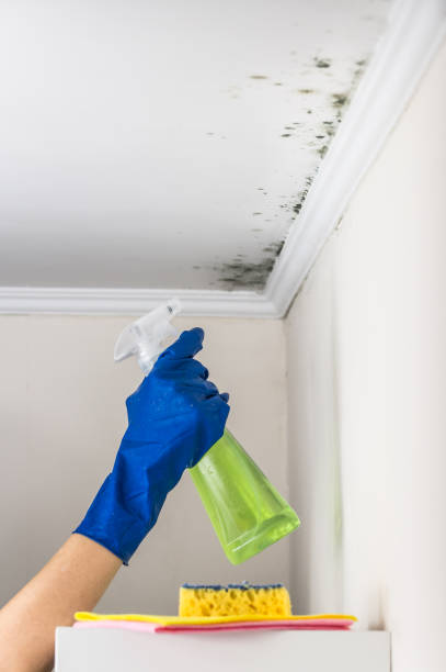 Best HVAC Mold Remediation in Beatrice, NE